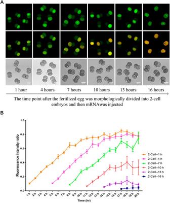 Cytokinesis During the First Division of a Mouse Embryo